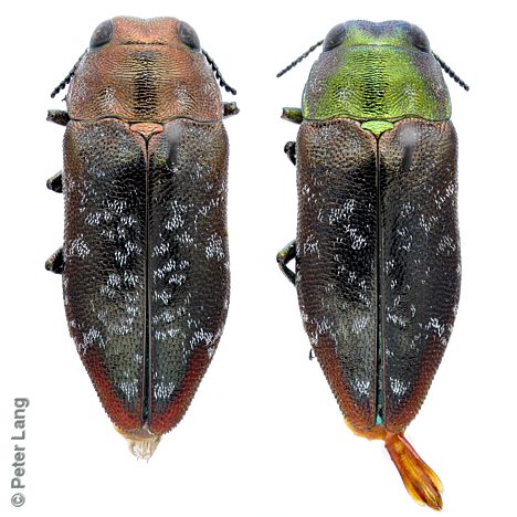 Diphucrania scabiosa, female and male, from Allocasuarina verticillata, PL1185 & PL1184, SL